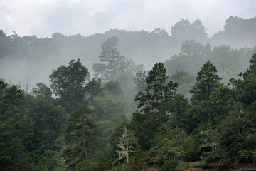 Green trees in a forest on the edge of a mountain surrounded by fog 