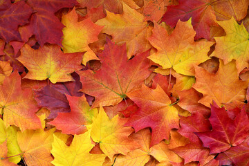 Autumn multicolored maple leaves background. - obrazy, fototapety, plakaty