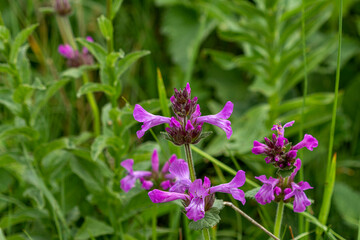 Summer flowering of herbs and plants in mountain meadows variety of all colors and colors, adventures in the world of nature.