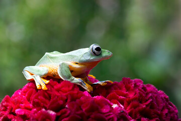 Fototapeta premium Javan tree frog on red flower