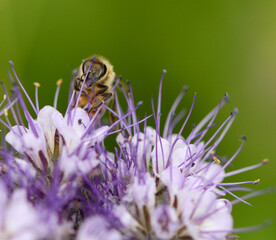 bee on a flower