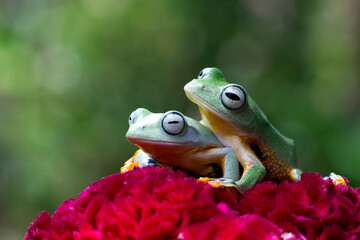 Javan tree frog on red flower