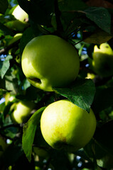Green apples with moldings on a branch