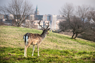 Deer in the Dublin city