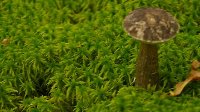 brown cap boletus, boletus mushroom or birch bolete 