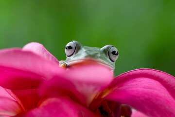Flying frog on red flower