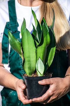 Picture Of Sansevieria Moonshine Plant.