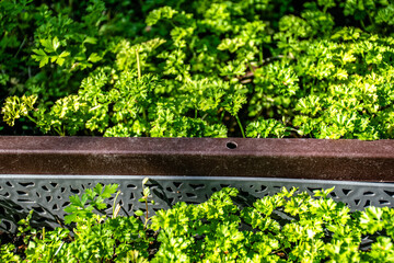 Parsley growing in the garden.