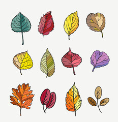 Autumn leaves collection