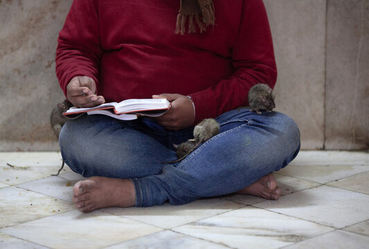Holy rats playing in the famous Indian Karni Mata temple, Deshnoke near Bikaner, Rajasthan state of India. It is also known as the Temple of Rats