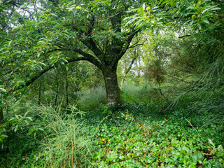 tree in the forest in autumn