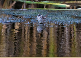 Vesper Sparrow at Waters Edge
