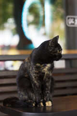 A black-and-brown cat with green eyes sits on a table near a cafe. Pet near coffee shop on wooden brown background