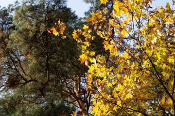 yellow maple leaves in sun light with background of green pine tree foliage and  blue sky