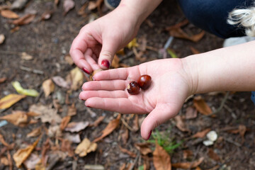 woman hand holding chestnuts got from garden ground with fallen leaves
