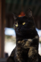 A black-and-brown cat with green eyes sits on a table near a cafe. Pet near coffee shop on wooden brown background