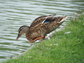 kaczka wchodząca do wody