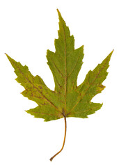 Green leaf on isolated white background. Dried leaves. Autumn foliage. Fall season. Flat lay, top view, copy space.