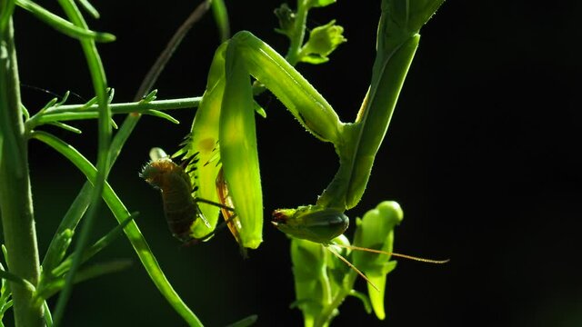 Europ&auml;ische  Gottesanbeterin (Mantis religiosa)