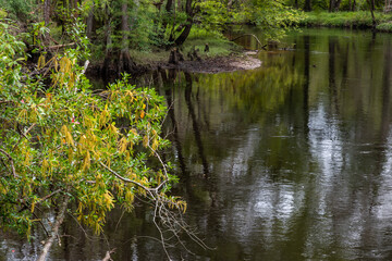 Obraz premium Along the Lumber River at Chalk Banks in Scotland County, NC
