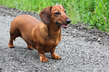 Smooth-haired red-haired adult dachshund walks in the village