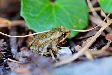 Une grenouille rousse au lac des fétoules