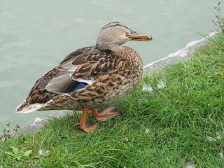 spojrzenie kaczki © EwaAF