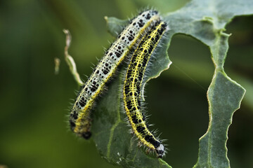 Green cabbage caterpillars eat cabbage leaves.