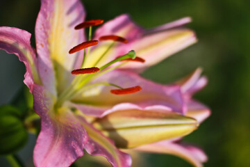 A pink tiger lily has blossomed out of a bulb in a country garden.