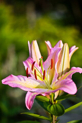 Fototapeta premium A pink tiger lily has blossomed out of a bulb in a country garden.