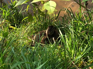 Obraz premium ducks in the pond