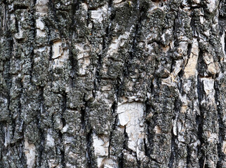 Beautiful gray bark texture. Abstract wood background