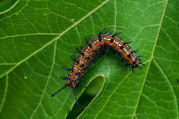 Gulf Fritillary Caterpillar on a leaf