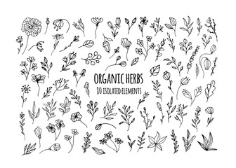 Vector organic herbs. Set with herbs, flowers, Ayurvedic plants, twigs. Design of logos, fabrics, dishes, and clothing. Minimalistic elements for the design of greeting cards, invitations.Organic herb