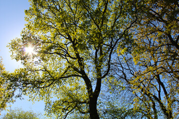 Sun shining through the trees
