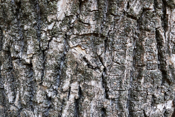 Beautiful gray bark surface background
