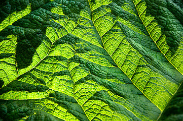 Leaf veins pattern