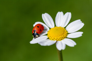 ladybug on Daisy flower macro. Green summer meadow background with chamomile and ladybug. purity freshness nature. close up. copy space.