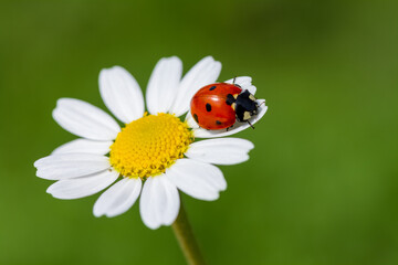 ladybug on Daisy flower macro. Green summer meadow background with chamomile and ladybug. purity freshness nature. close up. copy space. © mehmetkrc