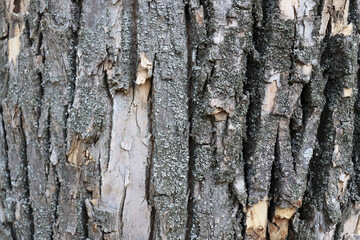 Beautiful gray bark texture background