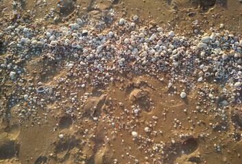 seashells on the beach