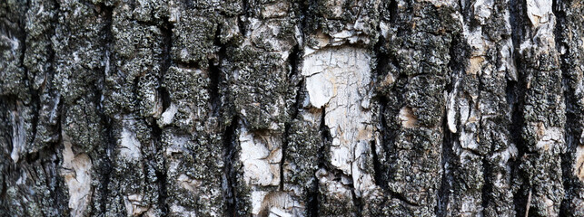 Abstract old crack bark background