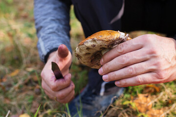 A man picked mushrooms in the autumn forest, cleans a large red mushroom with a knife. Hands close-up. Plants and gardening