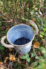 ripe fresh blueberries in a metal bucket on the background of the autumn forest. Berries and plants