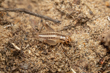 Turanogryllus lateralis cricket nymph sitting on the sand