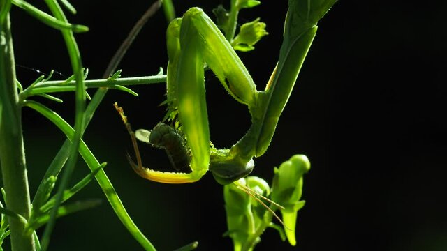 Europ&auml;ische  Gottesanbeterin (Mantis religiosa)