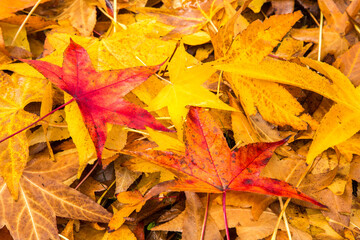 Colorful maple tree leaves that have recently fallen to the ground.