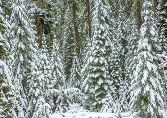 Douglas fir trees that are covered with snow from a recent storm