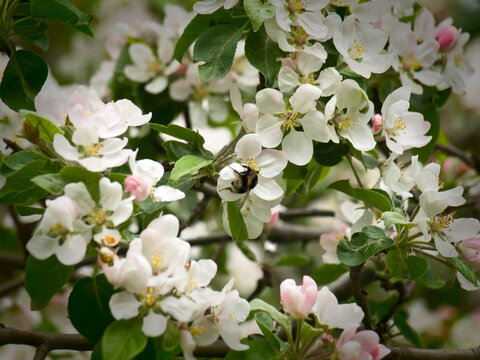 The bumblebee pollinating flowers of an apple-tree