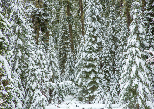 Douglas Fir Trees That Are Covered With Snow From A Recent Storm